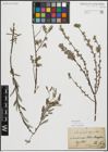 Foto von Salix repens L.